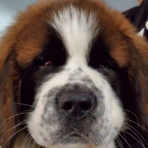 Meet your Posher, Bryan